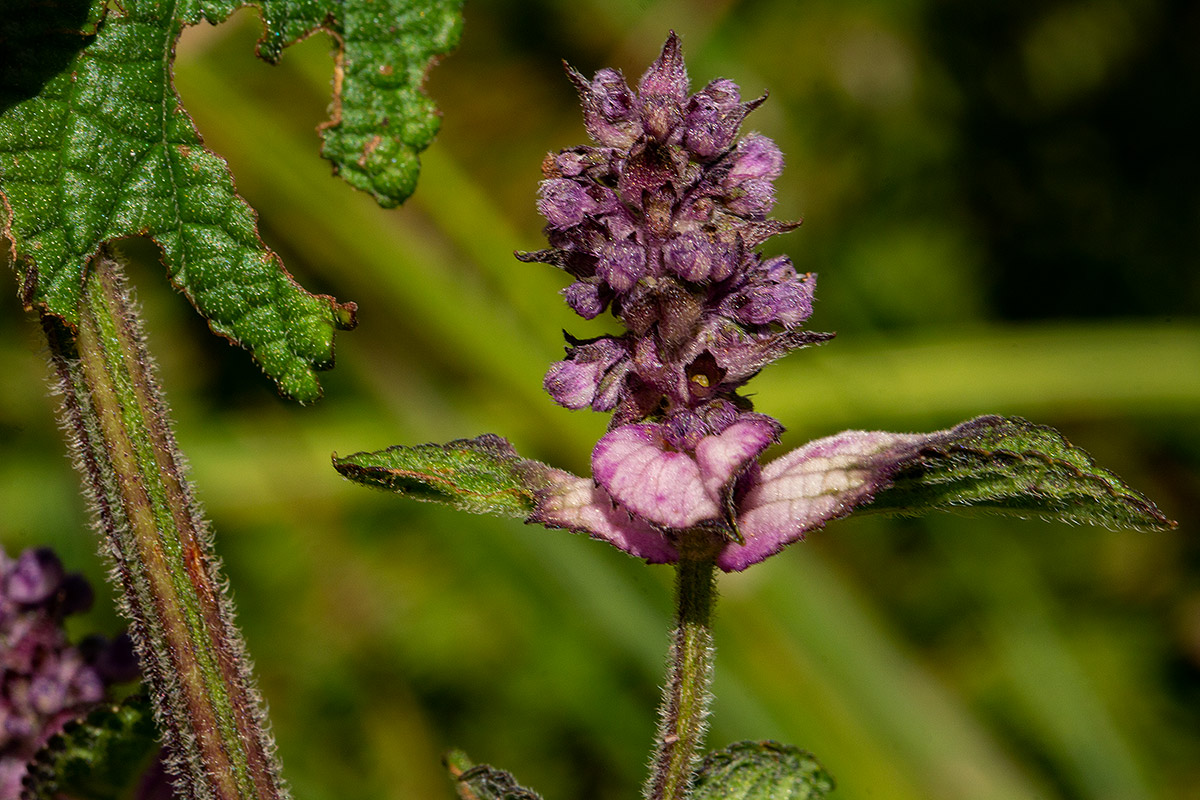 Platostoma rotundifolium Platostoma rotundifolium