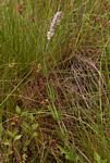 Platostoma strictum