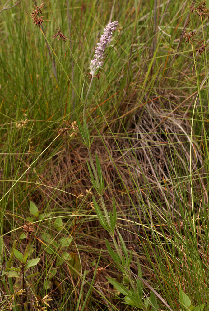 Platostoma strictum