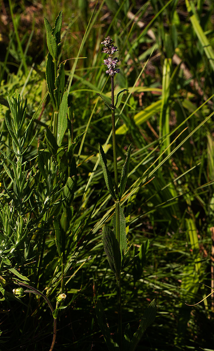 Platostoma strictum
