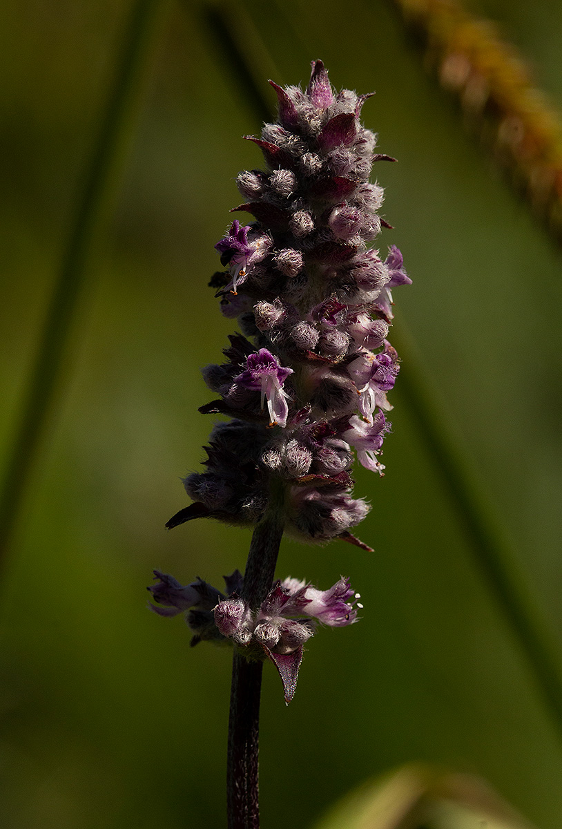 Platostoma strictum Platostoma strictum