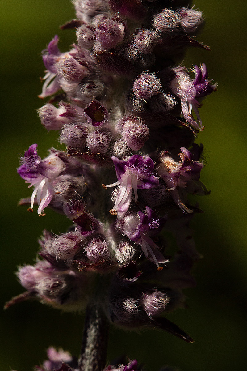 Platostoma strictum Platostoma strictum