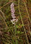 Platostoma strictum