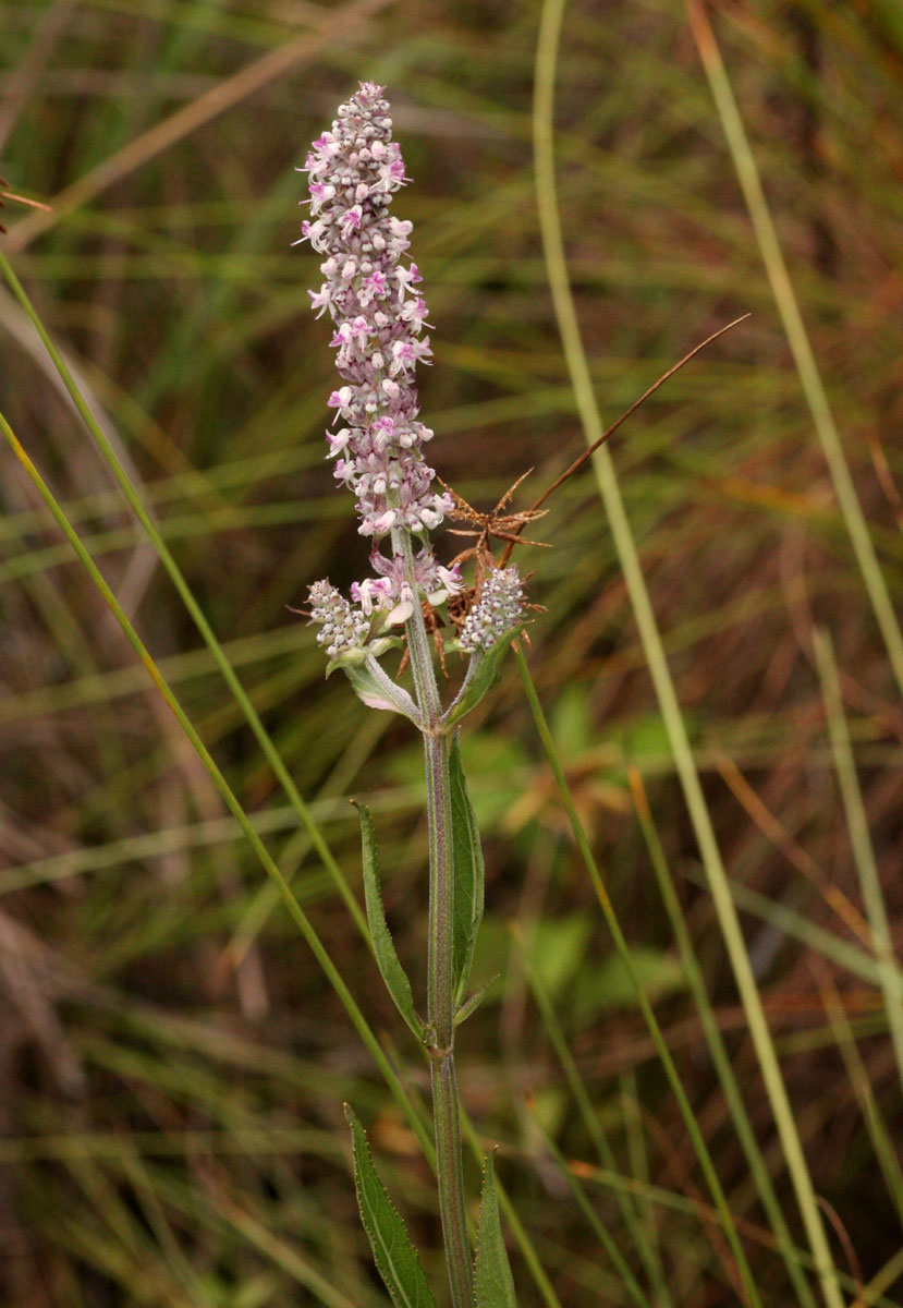 Platostoma strictum Platostoma strictum