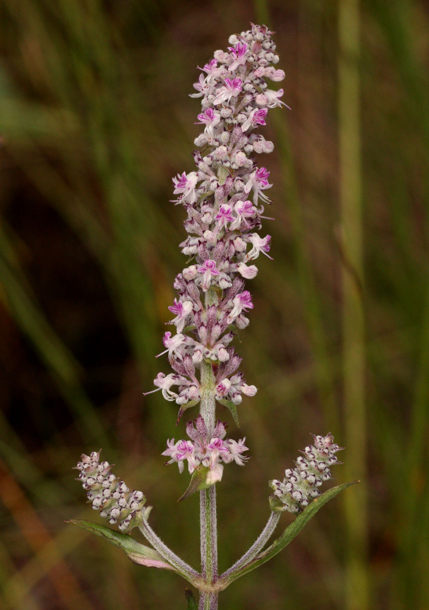 Platostoma strictum Platostoma strictum