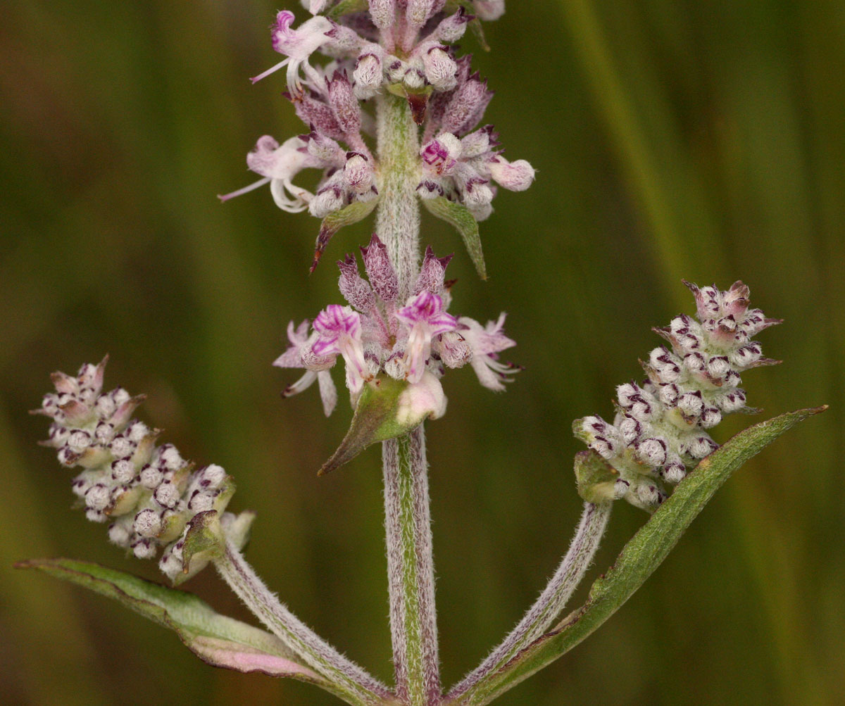 Platostoma strictum Platostoma strictum