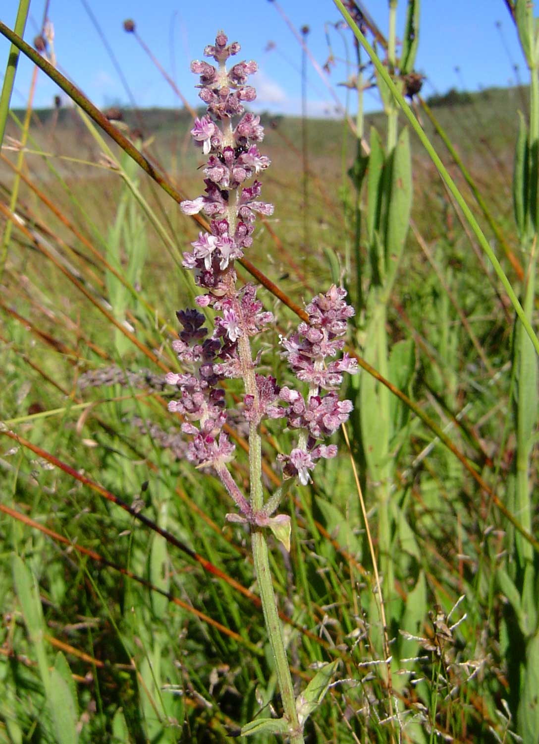 Platostoma strictum Platostoma strictum