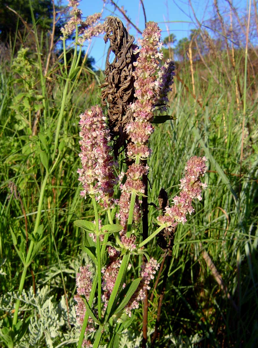 Platostoma strictum Platostoma strictum
