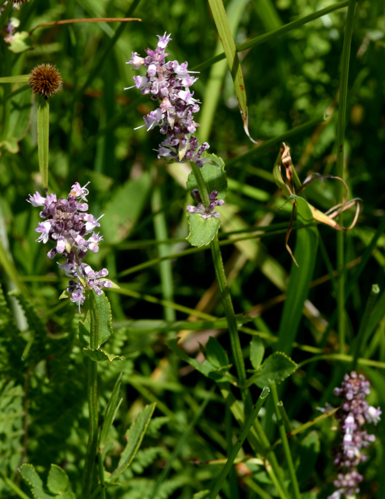 Platostoma strictum Platostoma strictum
