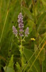 Platostoma strictum