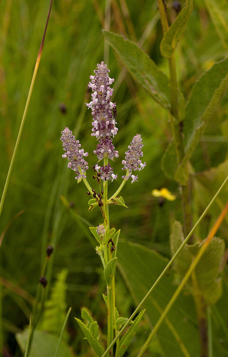 Platostoma strictum Platostoma strictum