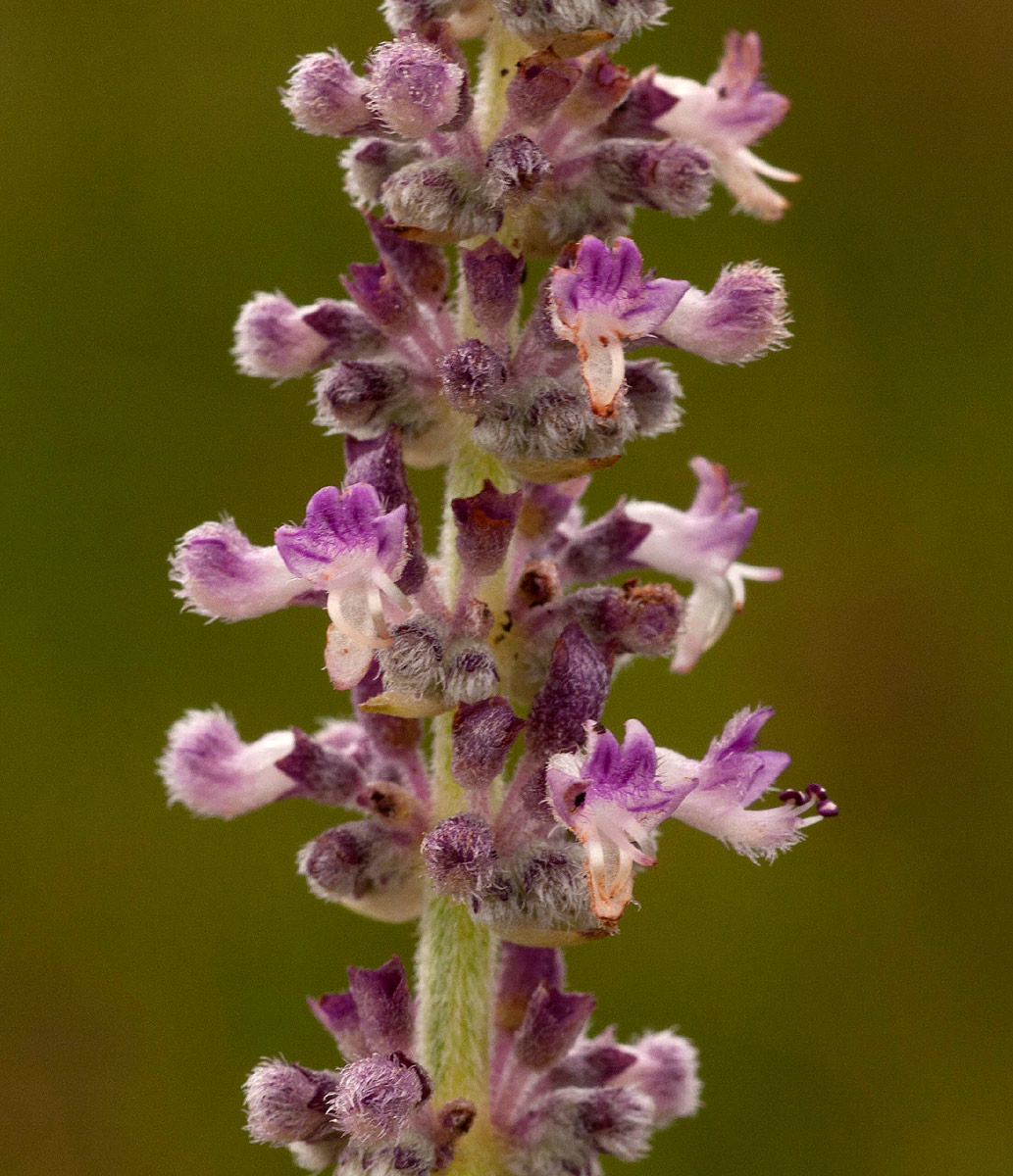 Platostoma strictum Platostoma strictum