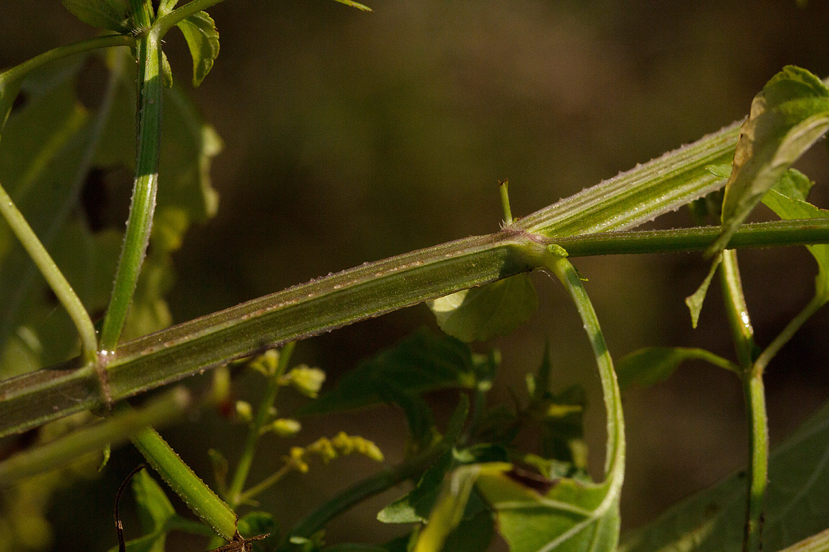 Basilicum polystachyon Basilicum polystachyon