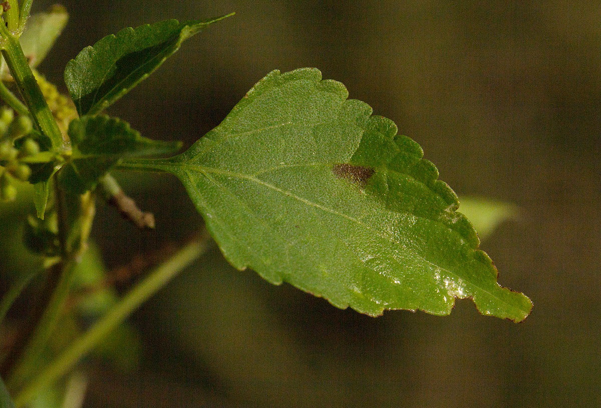Basilicum polystachyon Basilicum polystachyon