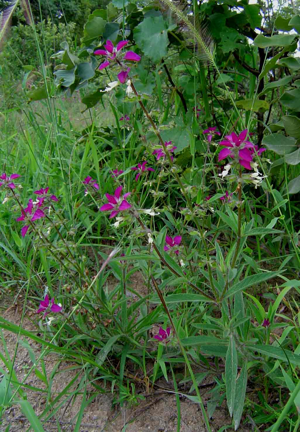 Syncolostemon bracteosus Syncolostemon bracteosus