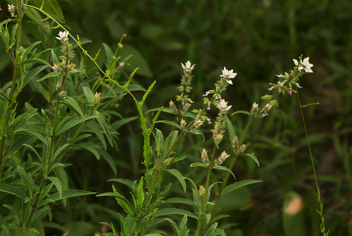 Syncolostemon bracteosus Syncolostemon bracteosus