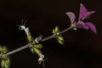 Syncolostemon bracteosus