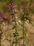 Syncolostemon bracteosus