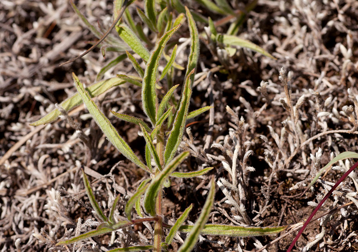 Syncolostemon canescens Syncolostemon canescens
