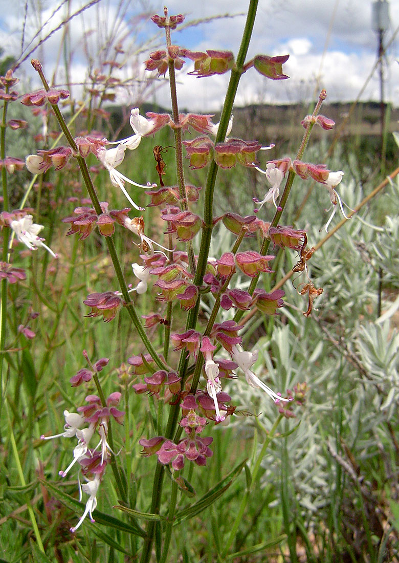 Syncolostemon canescens Syncolostemon canescens
