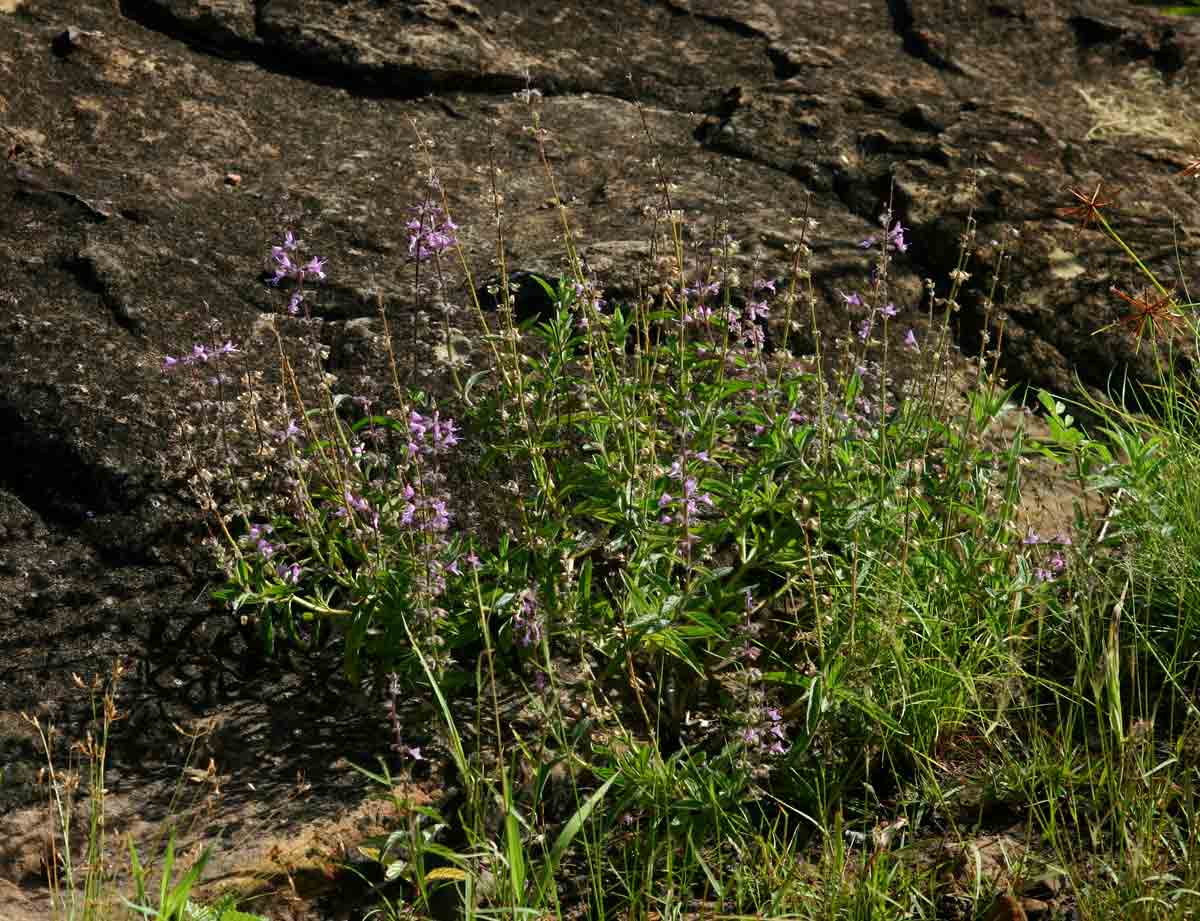 Syncolostemon canescens Syncolostemon canescens