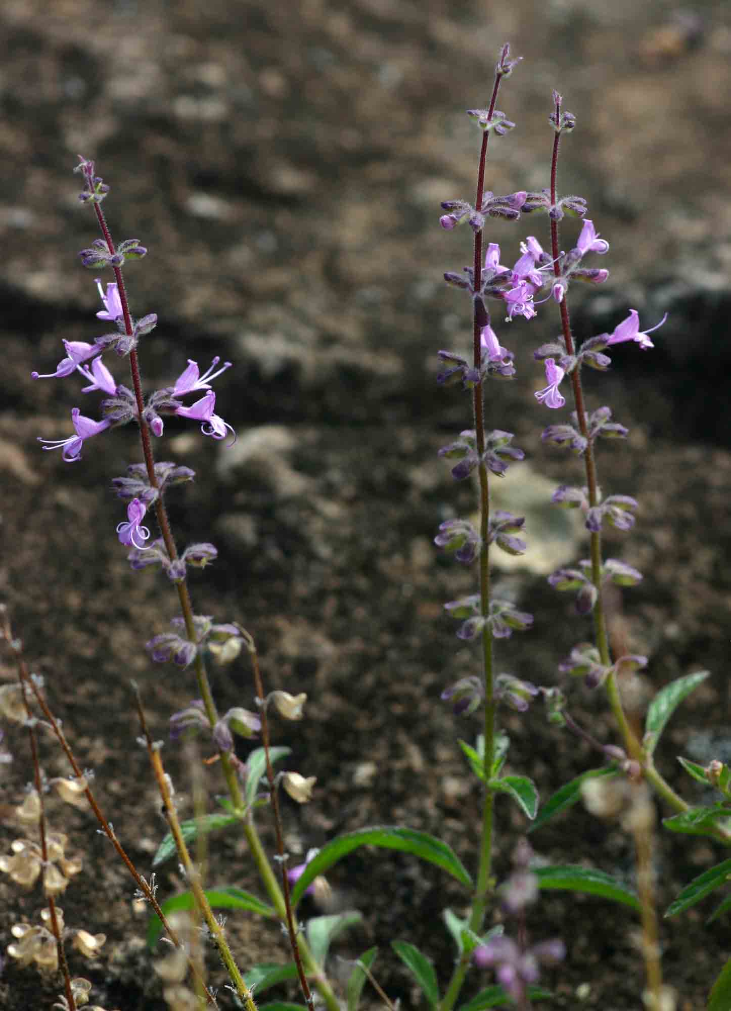 Syncolostemon canescens Syncolostemon canescens