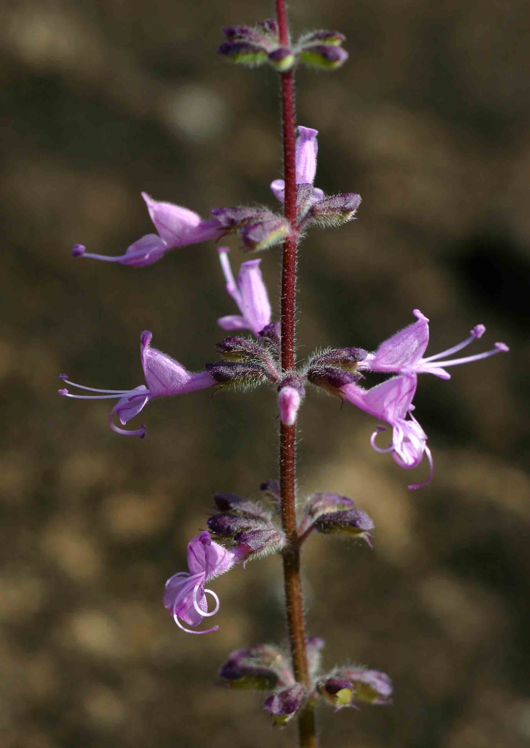 Syncolostemon canescens Syncolostemon canescens