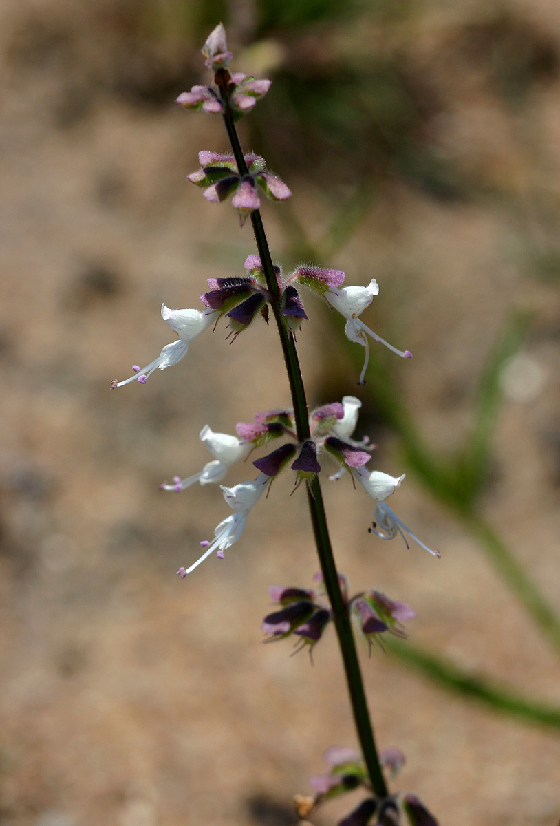 Syncolostemon canescens Syncolostemon canescens