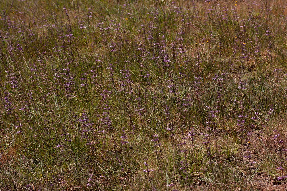 Syncolostemon canescens Syncolostemon canescens