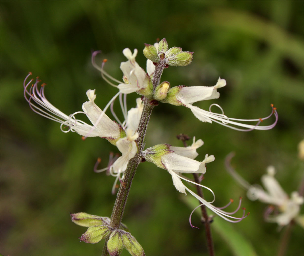 Ocimum filamentosum Ocimum filamentosum