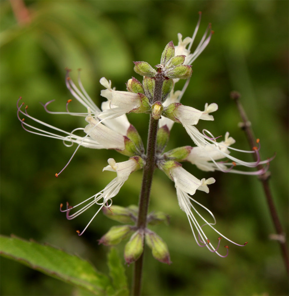Ocimum filamentosum Ocimum filamentosum