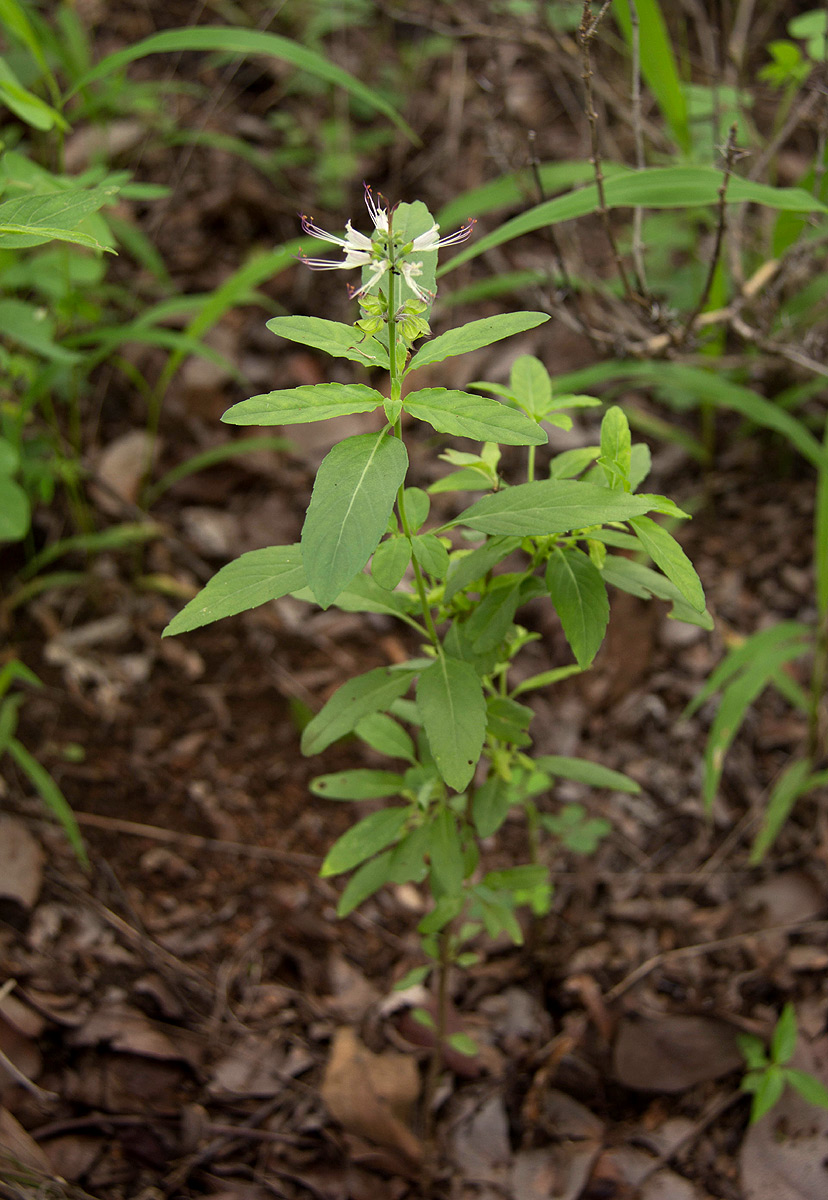 Ocimum filamentosum Ocimum filamentosum