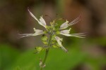 Ocimum filamentosum