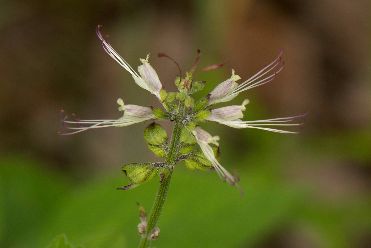 Ocimum filamentosum Ocimum filamentosum