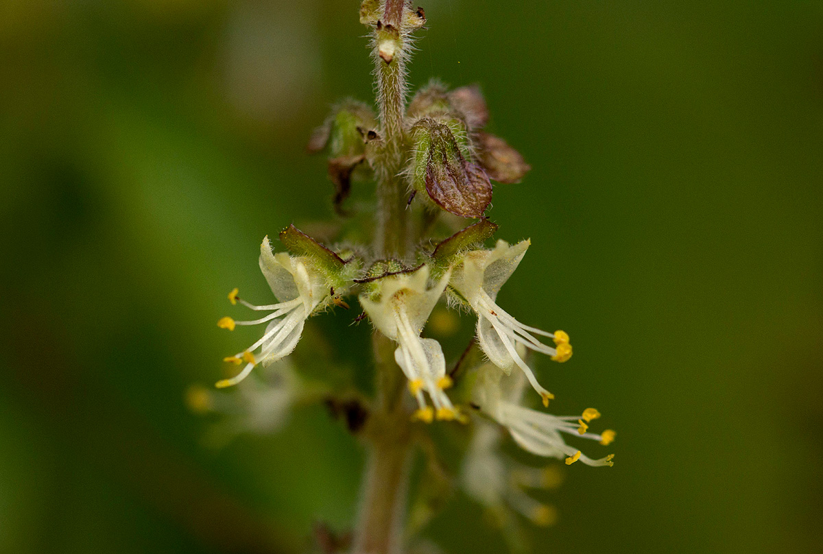 Ocimum gratissimum subsp. gratissimum var. gratissimum Ocimum gratissimum subsp. gratissimum var. gratissimum