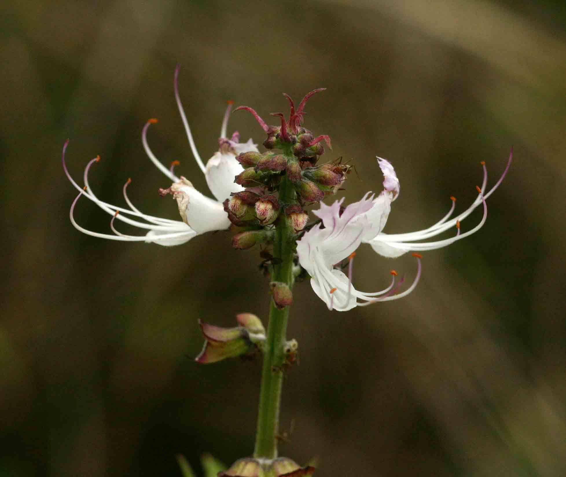 Ocimum obovatum subsp. obovatum var. obovatum Ocimum obovatum subsp. obovatum var. obovatum