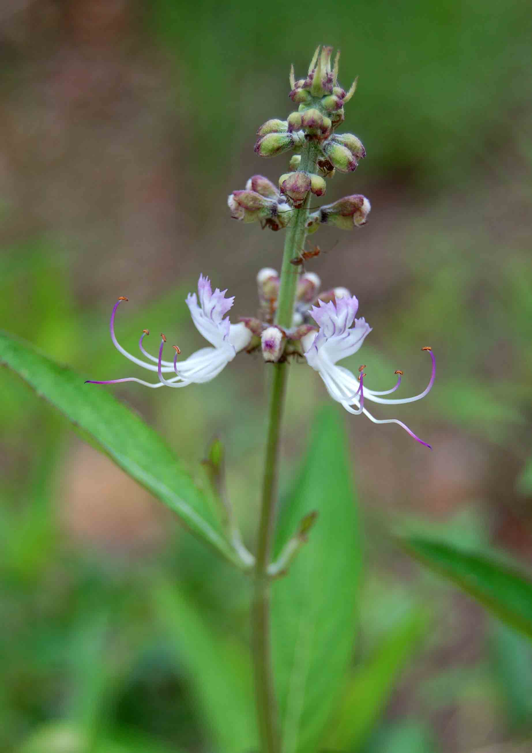 Ocimum obovatum subsp. obovatum var. obovatum Ocimum obovatum subsp. obovatum var. obovatum