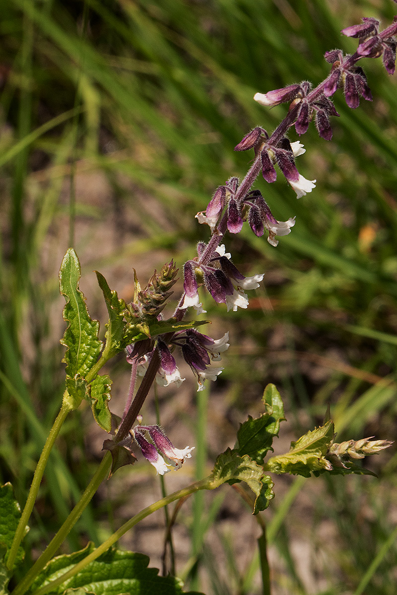 Orthosiphon schimperi Orthosiphon schimperi