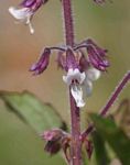 Orthosiphon schimperi