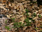 Orthosiphon thymiflorus