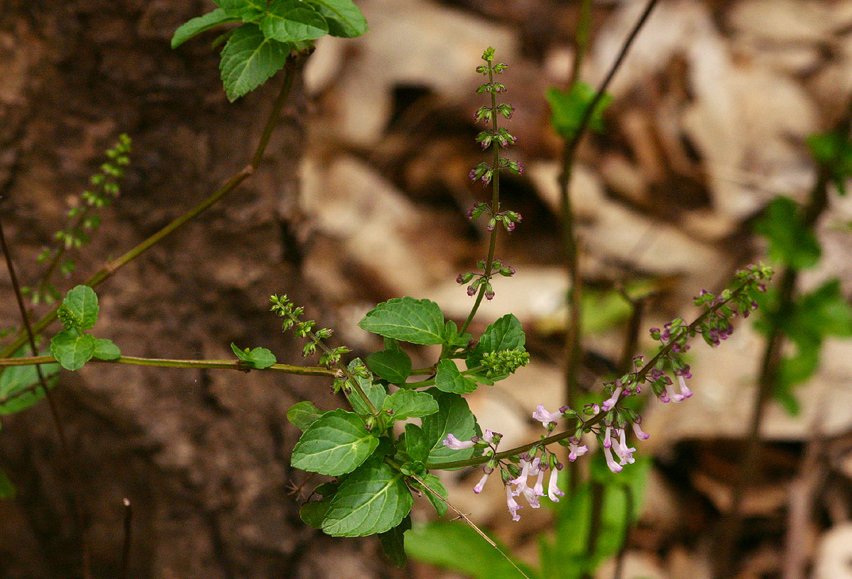 Orthosiphon thymiflorus Orthosiphon thymiflorus