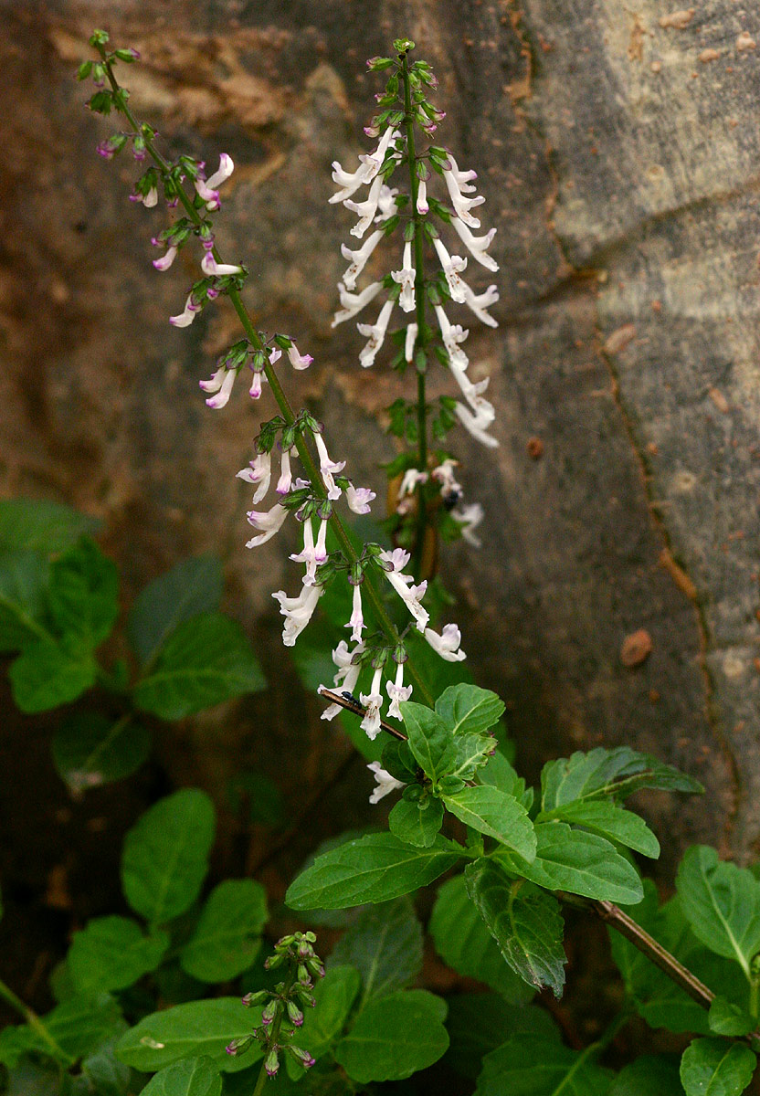 Orthosiphon thymiflorus Orthosiphon thymiflorus