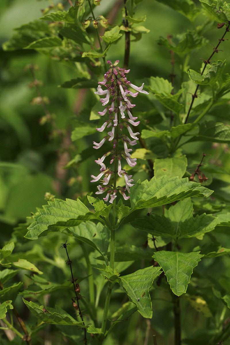 Orthosiphon thymiflorus Orthosiphon thymiflorus