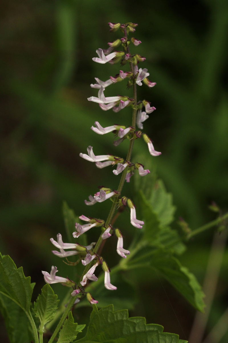 Orthosiphon thymiflorus Orthosiphon thymiflorus