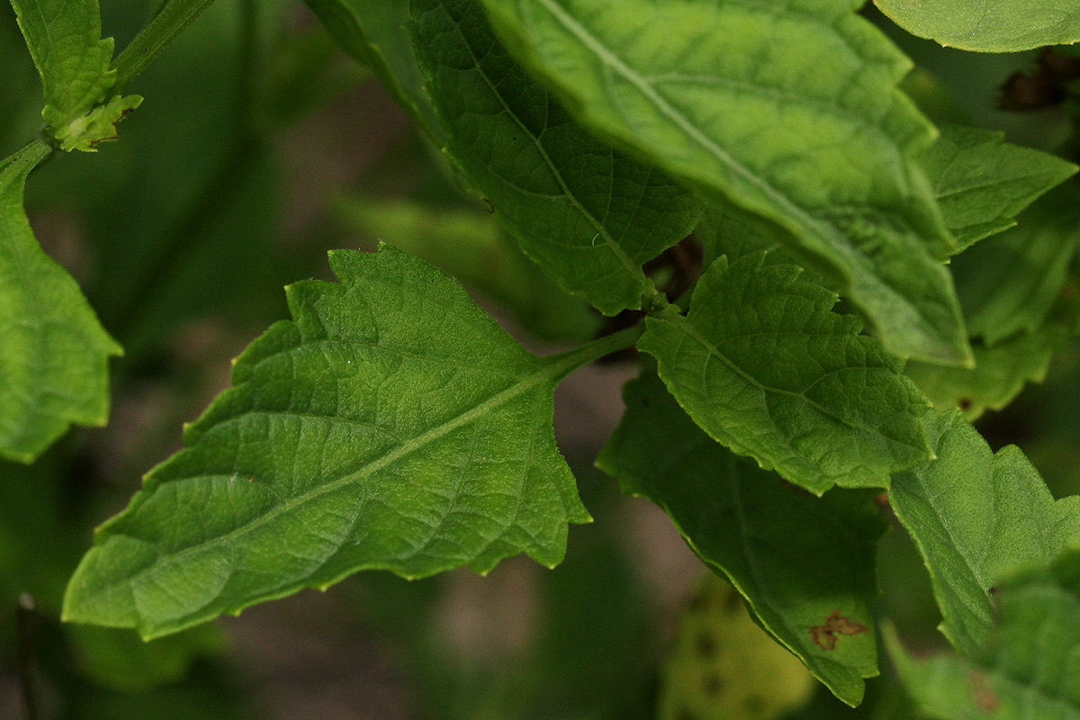 Orthosiphon thymiflorus Orthosiphon thymiflorus