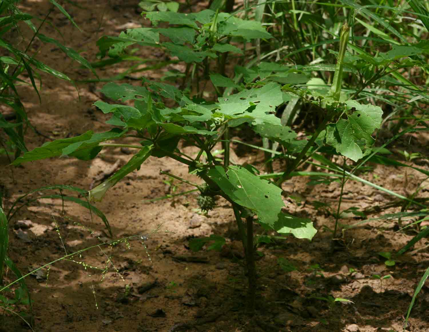 Datura inoxia Datura inoxia