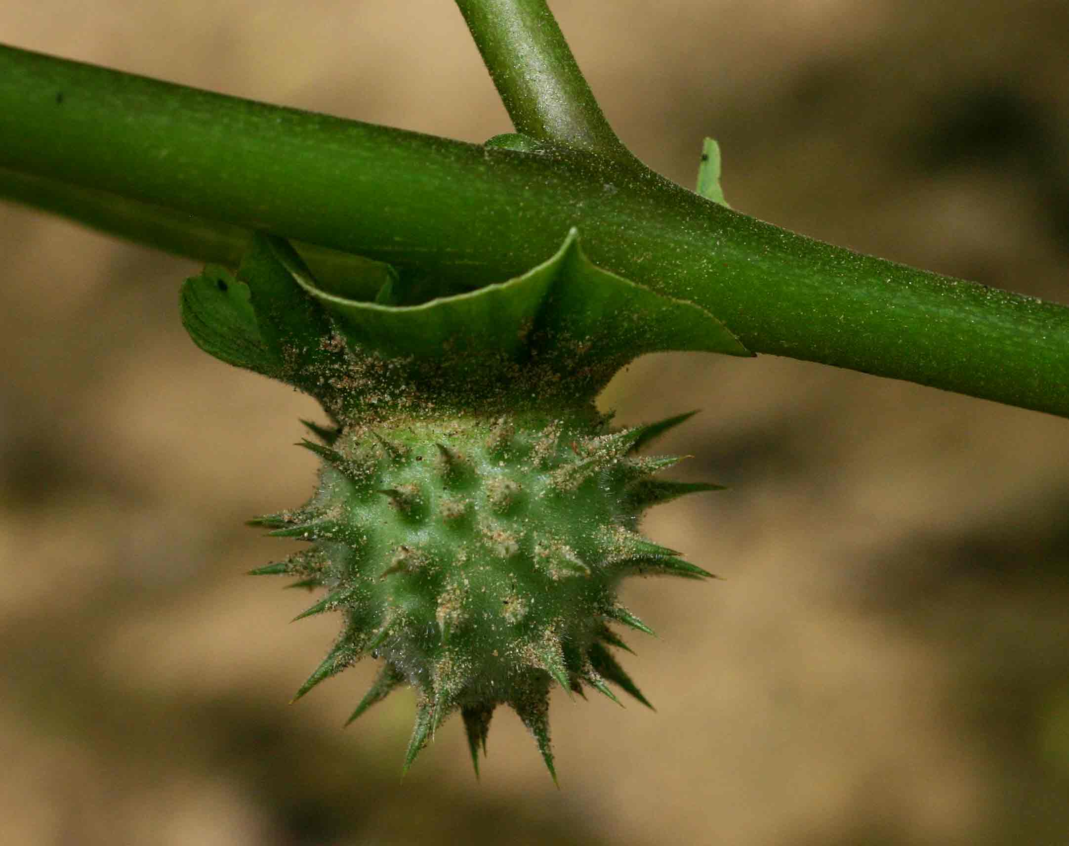 Datura inoxia Datura inoxia
