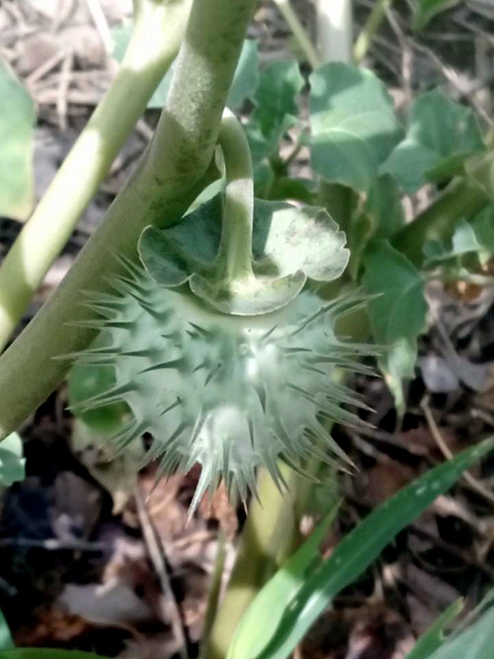 Datura inoxia Datura inoxia