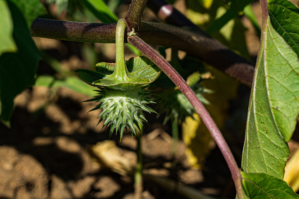 Datura inoxia Datura inoxia