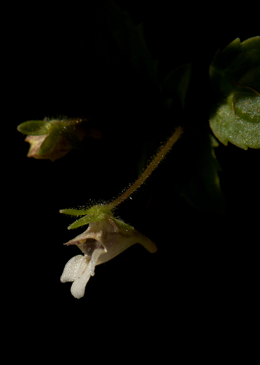 Diclis ovata Diclis ovata